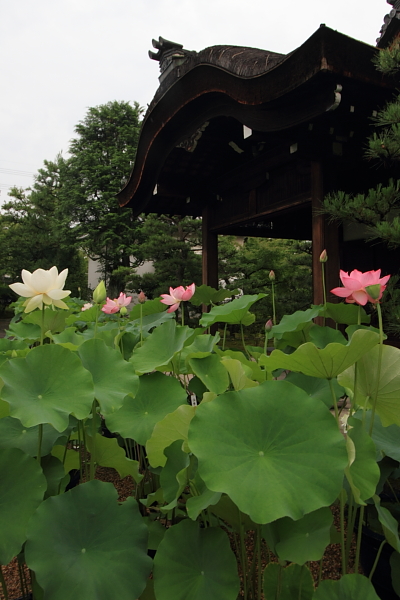 法金剛院_e0051888_23443573.jpg