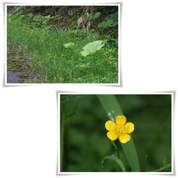 湿原からの帰り道(7/9)_f0146493_21354227.jpg