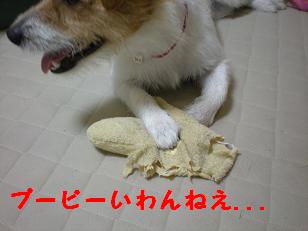 我が家の天才犬_c0188294_12135248.jpg