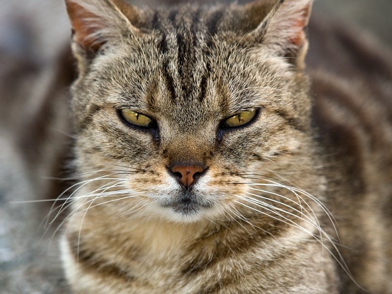 広島の猫#582_c0191394_23127.jpg