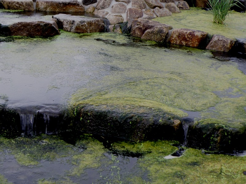 c0200895_123163.jpg