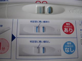 高温期16日目 クリアブルー陽性 ちよことひろすけとちびたの世界