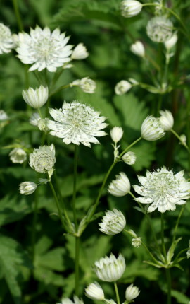 菜園の収穫　　2010・7・13（火）_f0041606_19322779.jpg