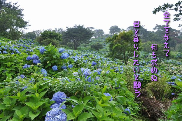 紫陽花のうた_f0203612_215117.jpg