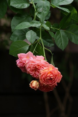 f0170524_13412750.jpg