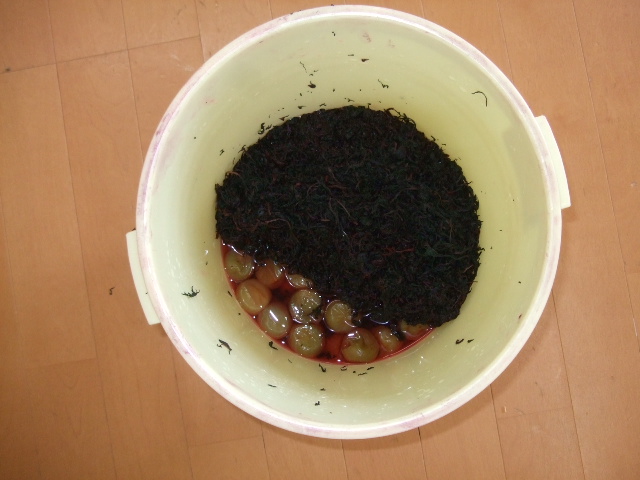 赤じそを梅に加え、本漬けをしました。_d0166047_1855459.jpg