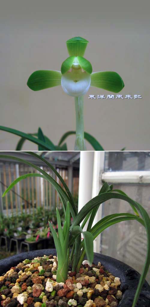 日本春蘭「素桜」 No.836 : 東洋蘭風来記奥部屋