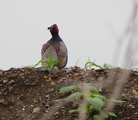 c0002682_1622624.jpg