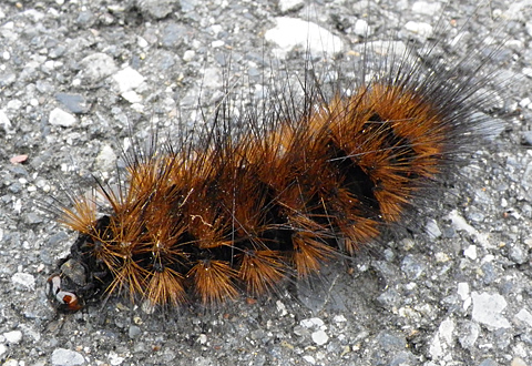 c0002682_164471.jpg