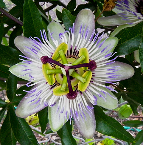 c0002682_1651617.jpg