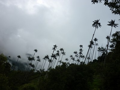 不思議の国　Cocora_e0150782_11292354.jpg