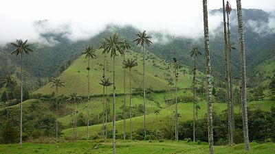 不思議の国　Cocora_e0150782_11294910.jpg