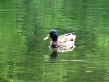 夏の北海道大学苫小牧研究林_b0097183_1632353.jpg