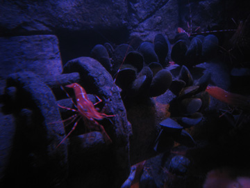 SEA LIFE_f0068883_14515946.jpg