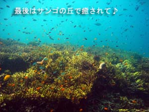 海の中は最高♪体験ダイビング_f0144385_19463334.jpg