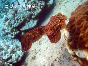 海の中は最高♪体験ダイビング_f0144385_1946935.jpg