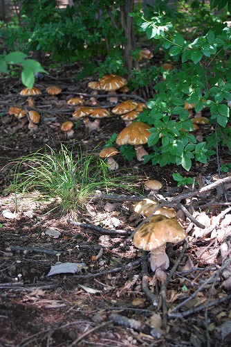 c0124100_012714.jpg