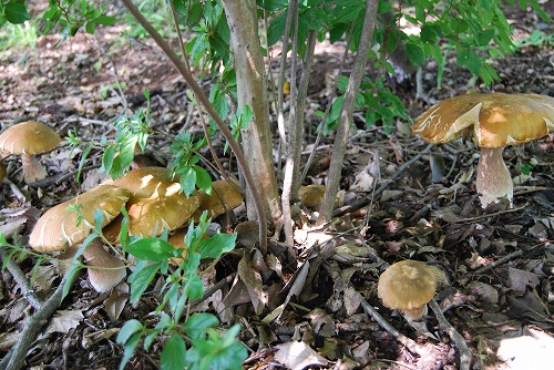 c0124100_0338.jpg
