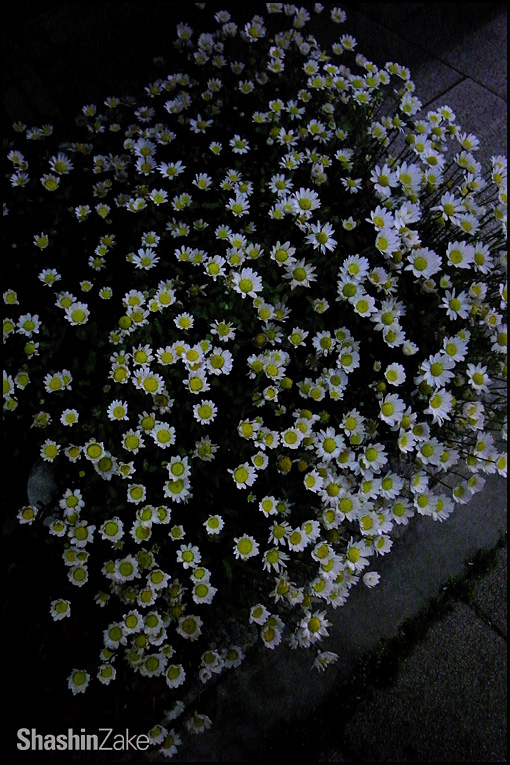 c0102003_13141138.jpg