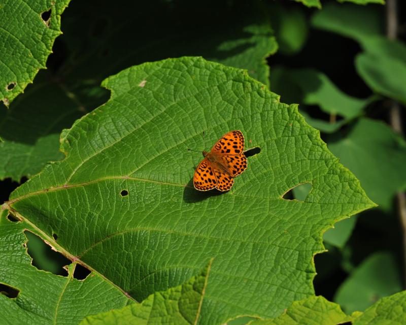 e0103903_1921966.jpg