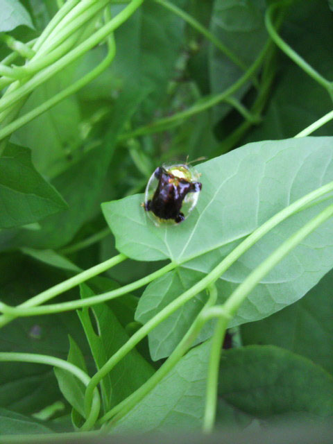 ふちが丸く透明の体で 一部が金色に輝く虫 昆虫ブログ むし探検広場