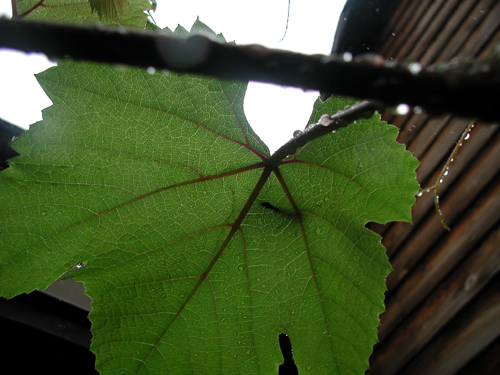 c0170208_8262060.jpg