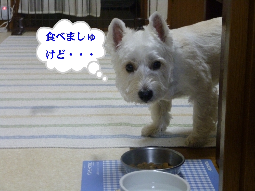 a0161111_1359261.jpg