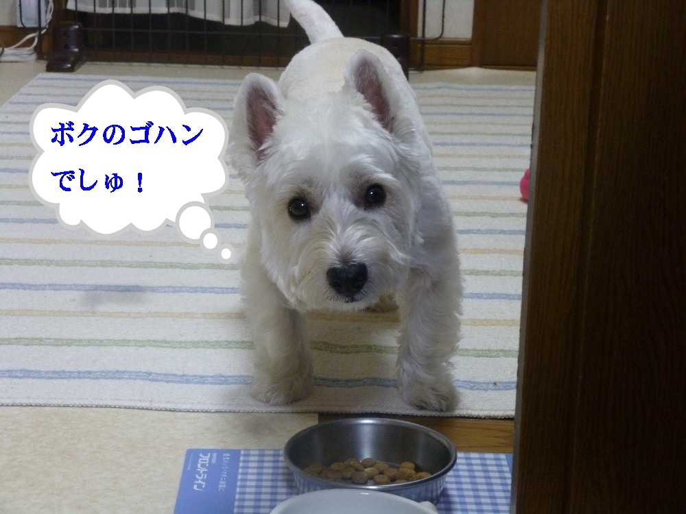 a0161111_1423765.jpg