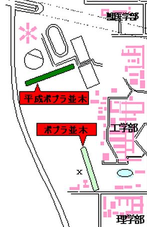 植樹から10年たった平成ポプラ並木_c0025115_20131887.jpg