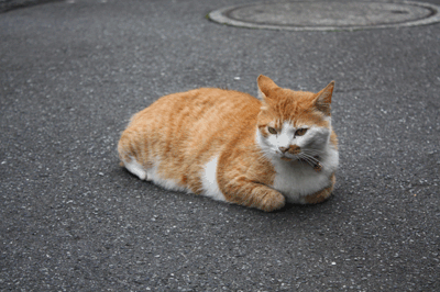 腹筋をする猫 ネコが元気をつれてくる 腹筋をする猫 ネコが元気をつれてくる