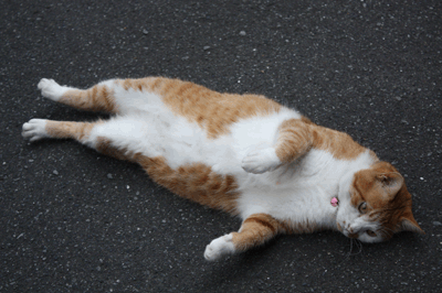 腹筋をする猫 ネコが元気をつれてくる 腹筋をする猫 ネコが元気をつれてくる
