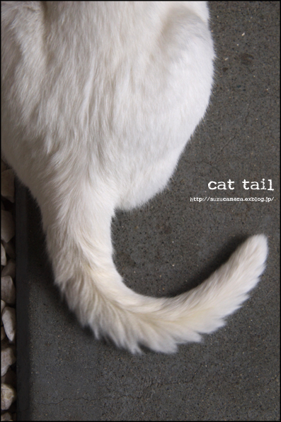 猫のしっぽ_f0100215_093079.jpg