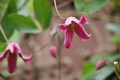 f0170524_14165632.jpg