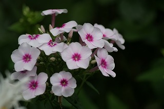 f0170524_14195472.jpg
