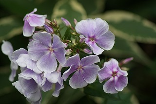 f0170524_1420125.jpg