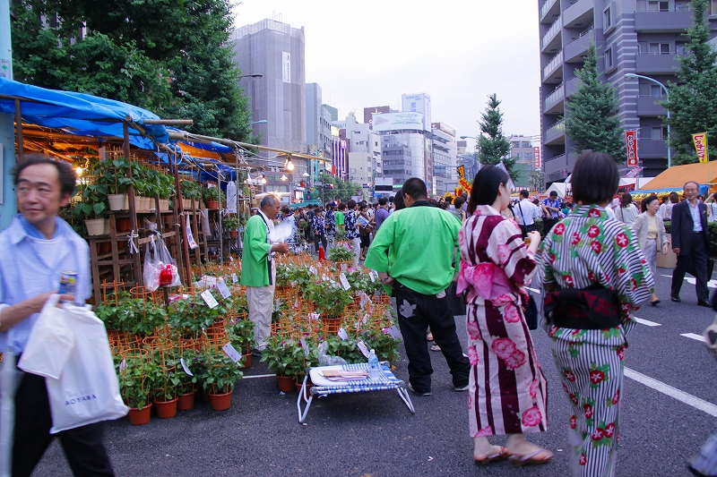 初夏の風物詩　入谷朝顔市_f0229832_117683.jpg