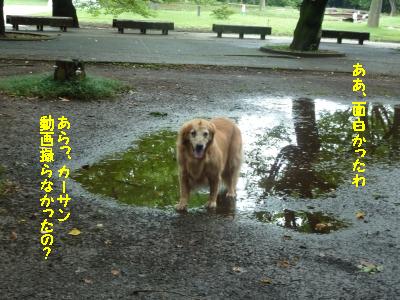 水犬（？）_f0118135_2305726.jpg