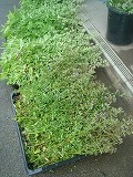 f0167635_6384974.jpg