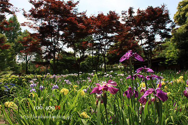 《花》　花菖蒲4　18-270mm　（染谷花しょうぶ園）_c0080036_22574196.jpg