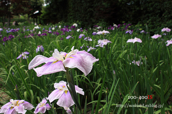 《花》　花菖蒲4　18-270mm　（染谷花しょうぶ園）_c0080036_22575840.jpg