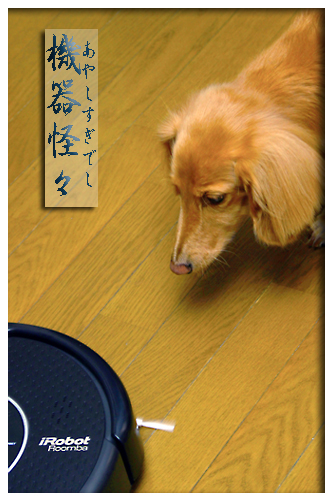  鉄之介 VS Roomba!!_e0166336_18581651.jpg