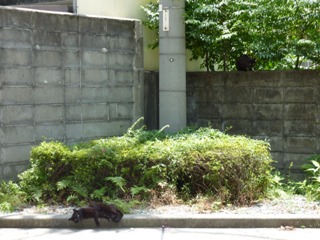 そと猫のお友だち オードリー若林くん春日くん編。_a0143140_0103143.jpg