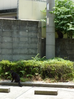 そと猫のお友だち オードリー若林くん春日くん編。_a0143140_095343.jpg