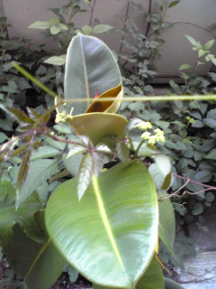 c0180841_18332990.jpg