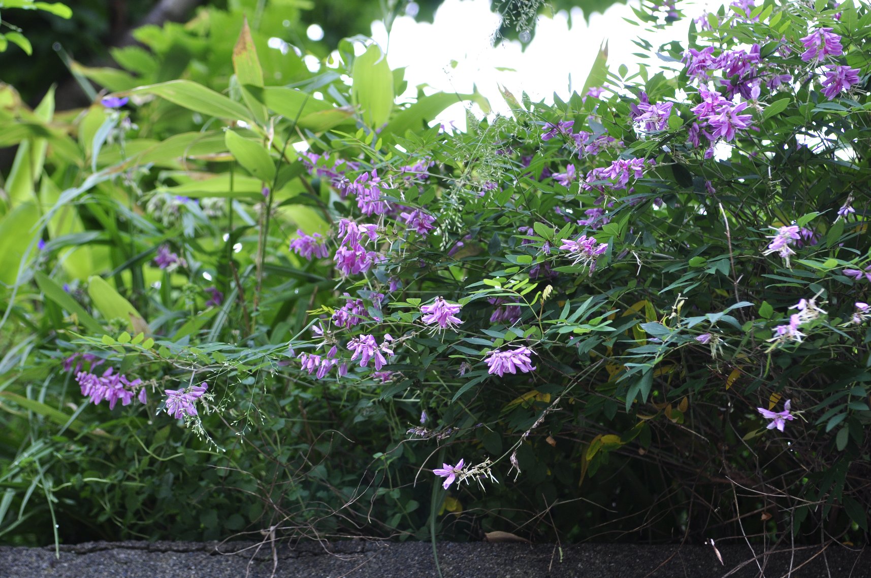 ご近所さんの花_f0236843_7371641.jpg