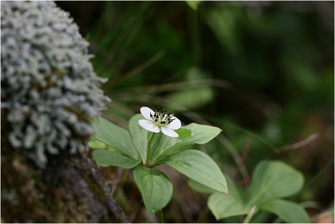 蓼科とゴゼンタチバナ 野草風薫
