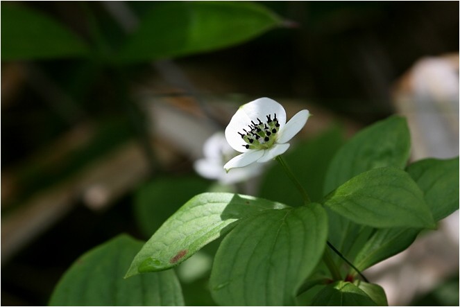 蓼科とゴゼンタチバナ 野草風薫