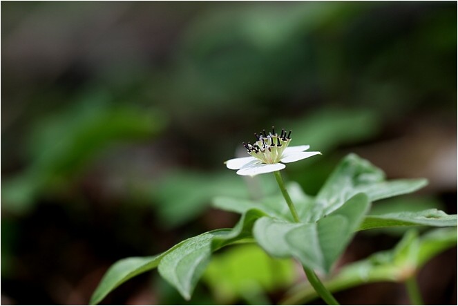 蓼科とゴゼンタチバナ 野草風薫