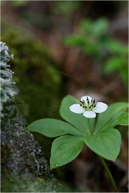 蓼科とゴゼンタチバナ 野草風薫