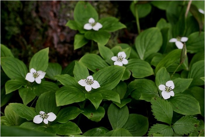 蓼科とゴゼンタチバナ 野草風薫